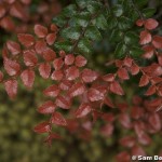 Nothofagus cunninghamii new growth.jpg